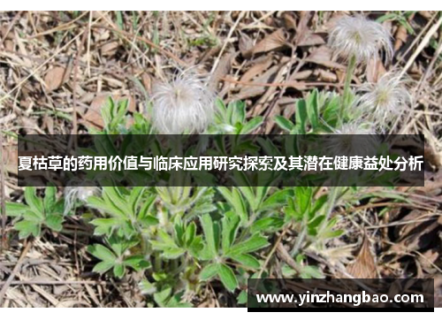 夏枯草的药用价值与临床应用研究探索及其潜在健康益处分析