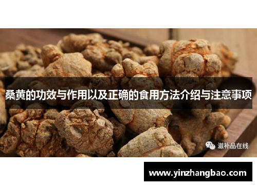 桑黄的功效与作用以及正确的食用方法介绍与注意事项